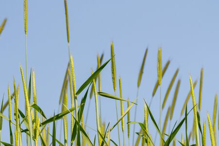 Spike of wild wheat against the blue skyの写真素材
