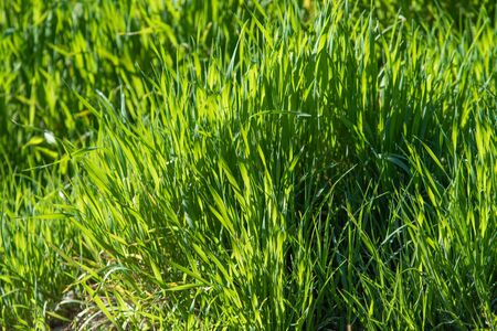 Juicy bright green grass close-up, background of green grass landscape.の写真素材
