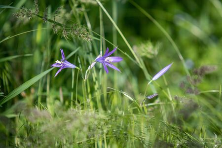 Blue flower campanula in green grass.