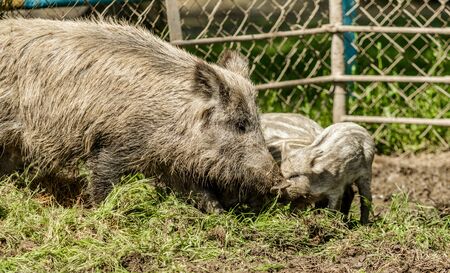Wild boar small close up in the mud.の写真素材