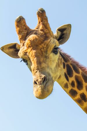 Giraffe head portrait, sky green trees.の写真素材