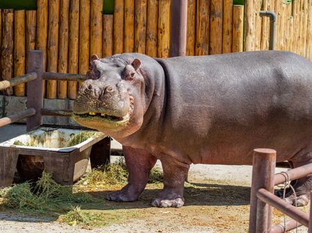 Portrait of a hippopotamus eating grass