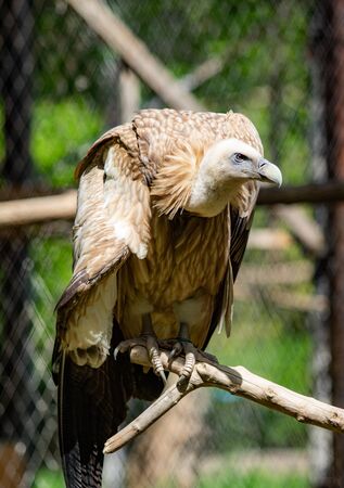 The bird of prey is sitting on a tree. Green leaves summer.の写真素材