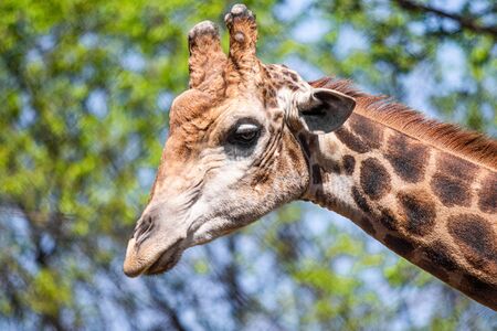 The head of a giraffe against the sky.