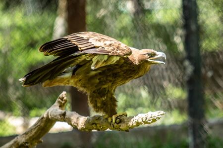 The bird of prey is sitting on a tree. Green leaves summer.の写真素材