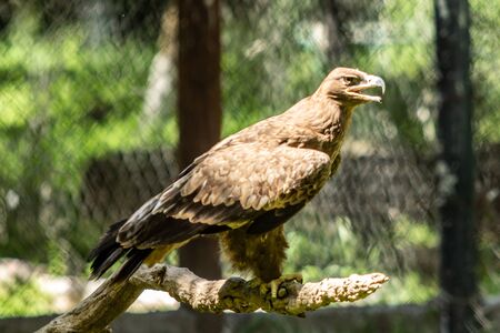 The bird of prey is sitting on a tree. Green leaves summer.の写真素材