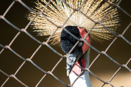 Crowned Crane. Portrait behind bars.の写真素材