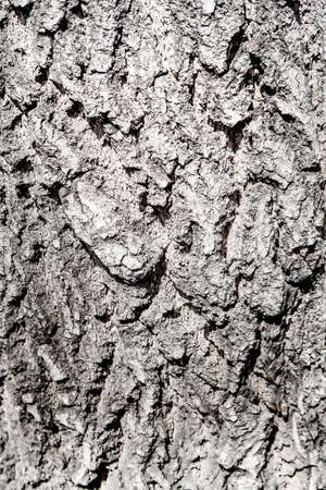 Texture of wooden background of tree bark.