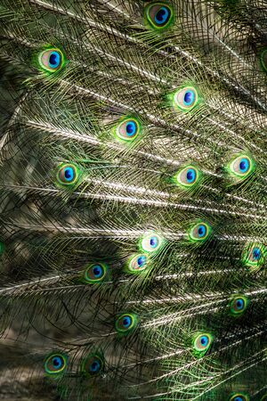 Peacock bird spread its beautiful tail. Nature bird peacock.の写真素材