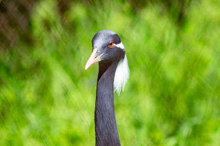 Black Japanese Crane in the green grass, summer day.の写真素材