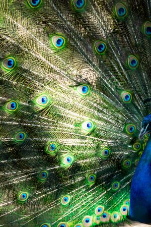 Peacock bird spread its beautiful tail. Nature bird peacock.の写真素材