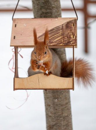 Red squirrel in the winter forest.の写真素材