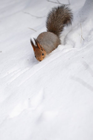 Red squirrel in the winter forest.の写真素材