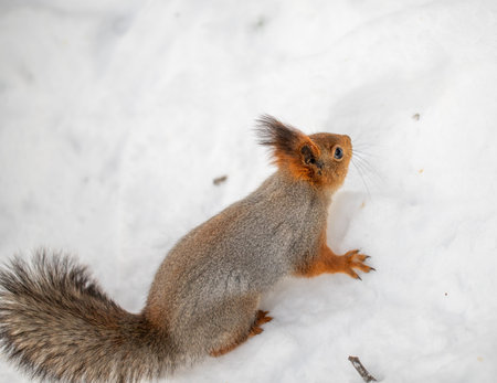 Red squirrel in the winter forest.の写真素材
