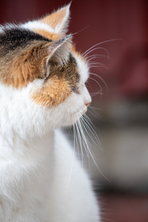 Cat on a city street.の写真素材