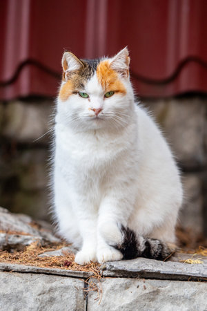 Cat on a city street.の写真素材