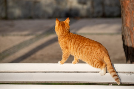 Cat on a city street.の写真素材