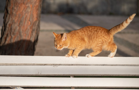 Cat on a city street.の写真素材