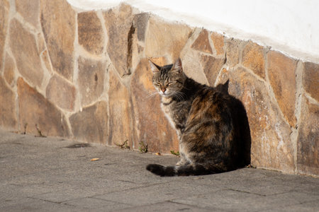 Cat on a city street.の写真素材