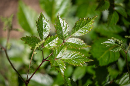 Green deciduous tree close up, blurred background.の写真素材