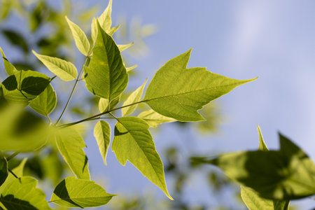 Green deciduous tree close up, blurred background.