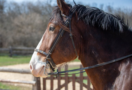 Close-up portrait of a horse.の写真素材
