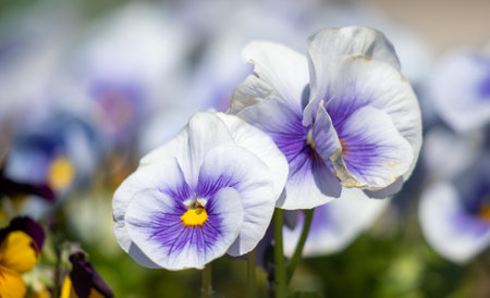 Wittrock violet, or garden pansies, flowers in nature.の写真素材