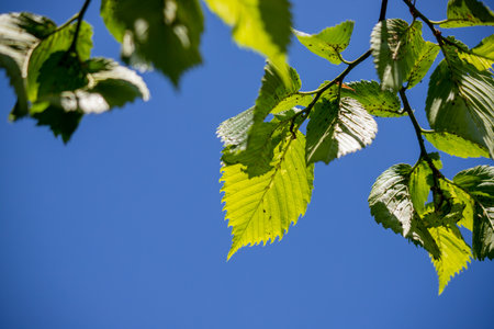 green leaves of trees close-up against the blue sky