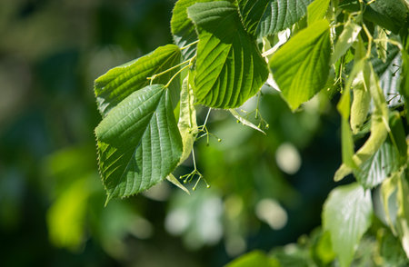 Green leaves of trees close-up on a blurred background.の写真素材
