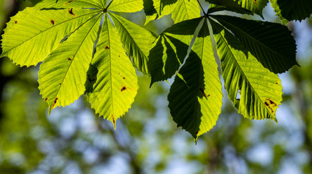The young green leaves of the tree are the background of nature.の写真素材