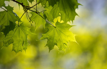 green tree leaves close-up on blurred bokeh background