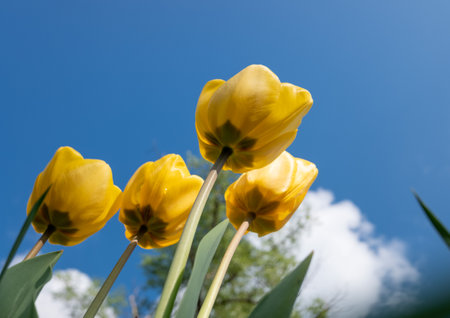 Yellow tulips on a background of blue sky with white clouds.の写真素材