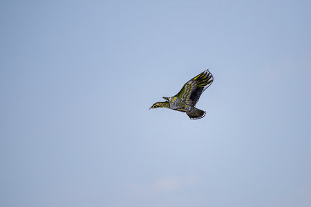 Nice kite flying colors against the blue sky.