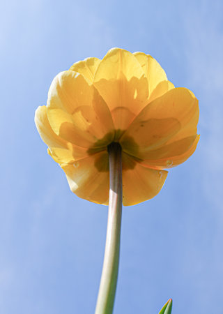 Yellow tulip on blue sky background. Shallow depth of field.の写真素材