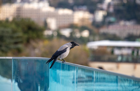 Crow bird close-up, in an urban setting.の写真素材