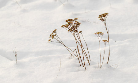 dry grass from under the snow, winterの写真素材