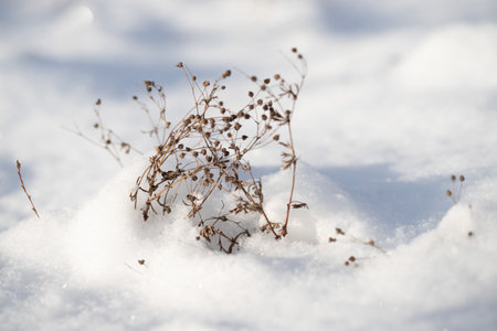 dry grass from under the snow, winterの写真素材