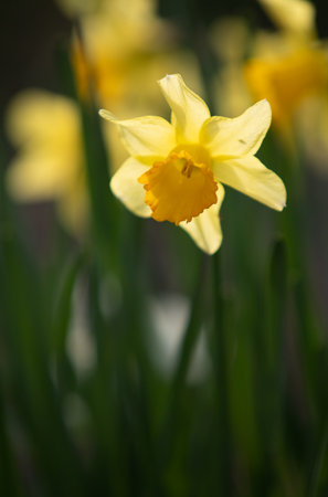 Narcissus, yellow flower on a blurred green background.の写真素材