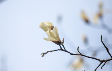 White magnolia flowers bloom, spring.の写真素材