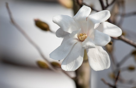 White magnolia flowers bloom, spring.の写真素材