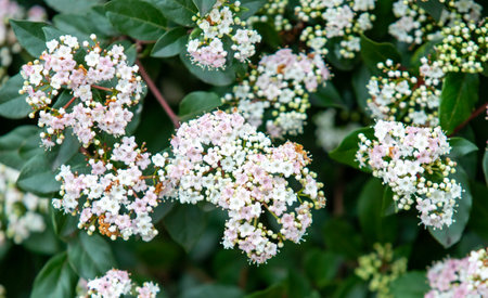 There are many bright spring flowers growing in the park.の写真素材
