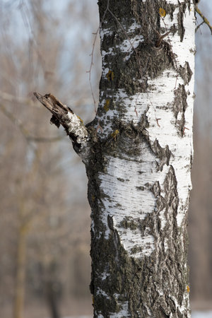 white birch trunk birch forest in winterの写真素材