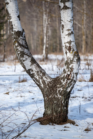 white birch trunk birch forest in winterの写真素材