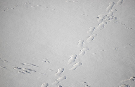 snow covered road with footprints