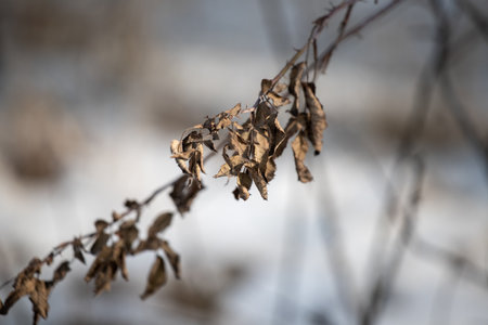 bare tree branches against a blurred blue sky backgroundの写真素材