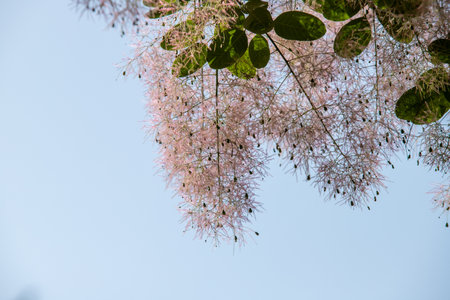 bare tree branches against a blurred blue sky backgroundの写真素材