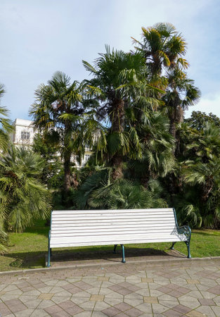 Green trees in the resort park.の写真素材