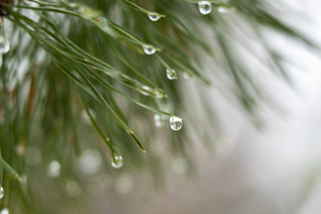 pine needles close-up in snow dropsの写真素材