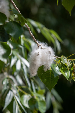 Bright wild flowers in the field of nature.の写真素材