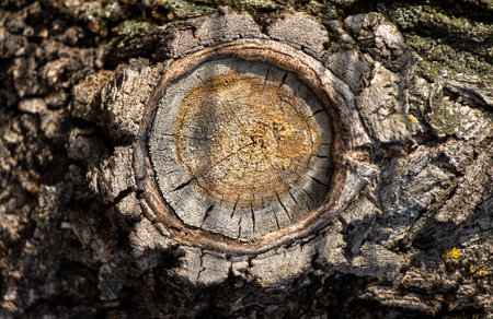 The bark of a tree trunk close-up as a backgroundの写真素材